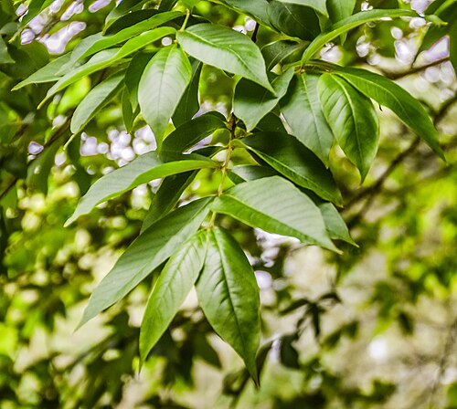 Lagerstroemia limii: Lagerstroemia limii in Hackfalls Arboretum, Gisborne Region, New Zealand