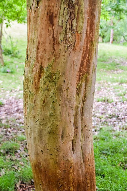 Lagerstroemia limii: Lagerstroemia limii in Hackfalls Arboretum, Gisborne Region, New Zealand