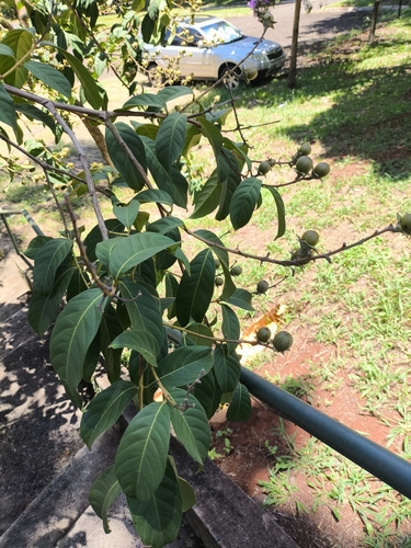 Pride of India (Lagerstroemia speciosa)