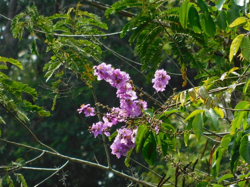 Pride of India (Lagerstroemia speciosa)