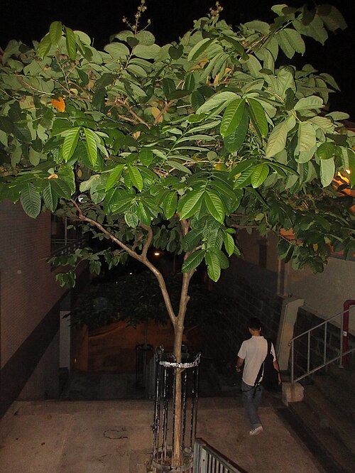Pride of India: HK zh:上環 Sheung Wan night green plants zh:磅巷 Pound Lane in November 2017