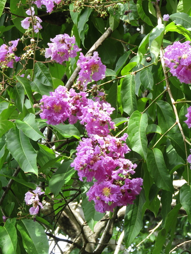 Pride of India (Lagerstroemia speciosa)