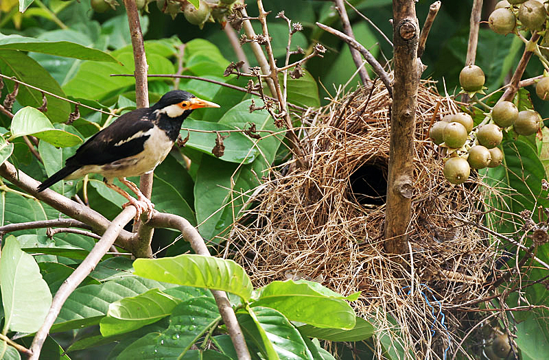 Pride of India: Asian Pied Starling Sturnus contra in Kolkata , West Bengal , India .