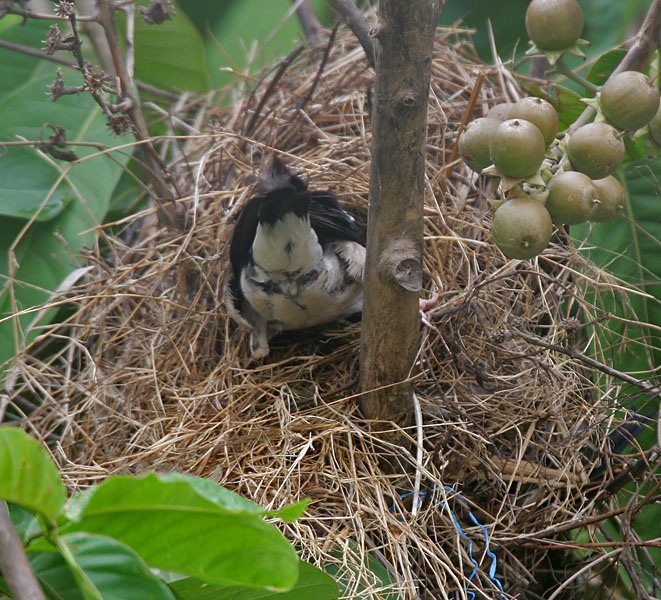 Pride of India: Asian Pied Starling Sturnus contra in Kolkata , West Bengal , India .