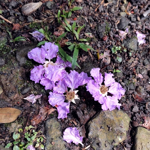Pride of India (Lagerstroemia speciosa)