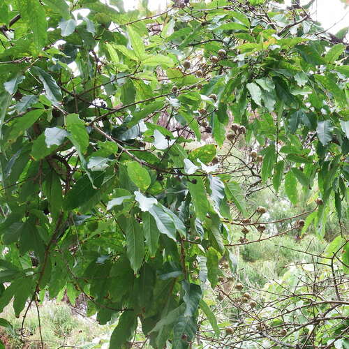 Pride of India (Lagerstroemia speciosa)