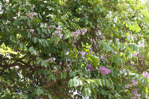 Pride of India (Lagerstroemia speciosa)