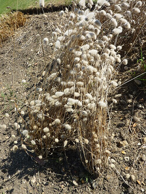 Harestail grass (Lagurus ovatus)