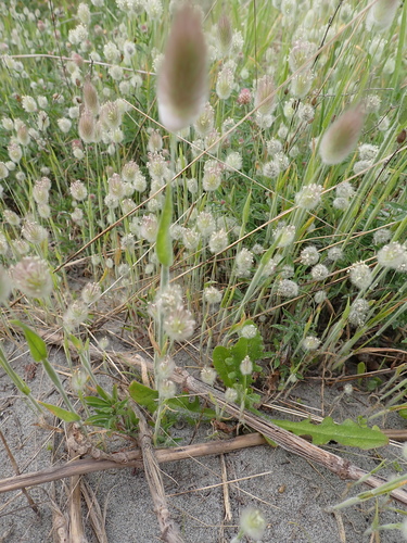 Harestail grass (Lagurus ovatus)