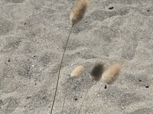 Harestail grass (Lagurus ovatus)