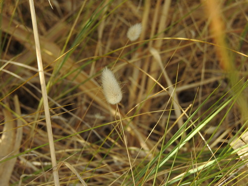 Harestail grass (Lagurus ovatus)