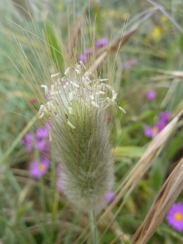Harestail grass (Lagurus ovatus)
