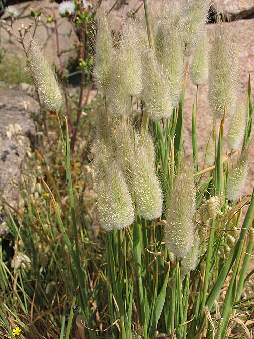 Harestail grass: Lagurus ovatus Calvi, Corse, France