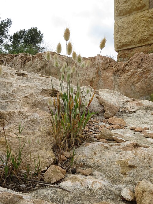 Harestail grass: Lagurus ovatus L., Hare's Tail Grass, Pont del Diable, Tarragona, Spain, 14 May 2013