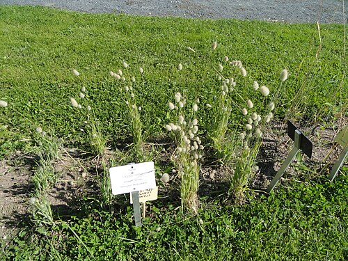 Harestail grass: Botanical specimen. The University of Helsinki Botanical Garden at Kaisaniemi