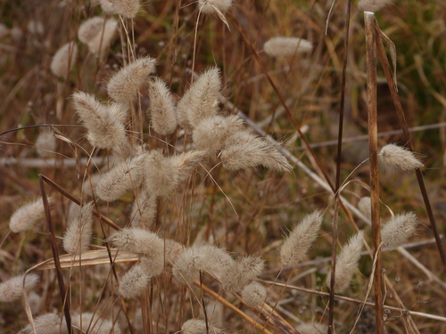 Harestail grass (Lagurus ovatus)
