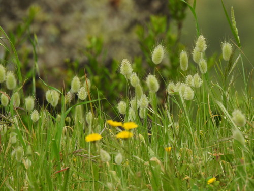 Harestail grass (Lagurus ovatus)