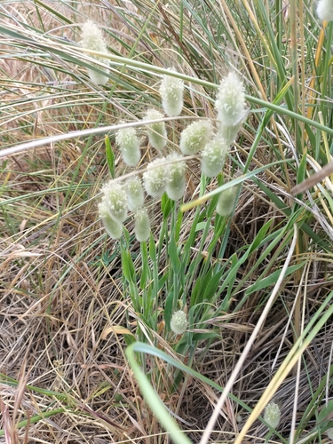 Harestail grass (Lagurus ovatus)