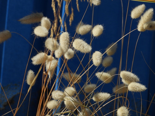 Harestail grass (Lagurus ovatus)