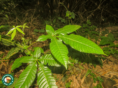 Lamanonia ternata (Lamanonia ternata)