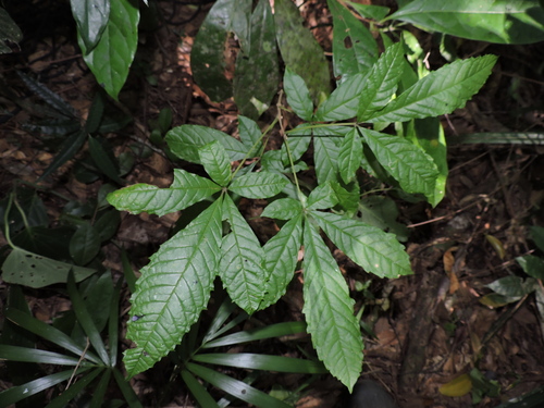 Lamanonia ternata (Lamanonia ternata)