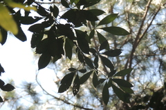 Lamanonia ternata (Lamanonia ternata)