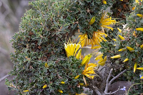 Lambertia echinata: Lambertia echinata in bloom