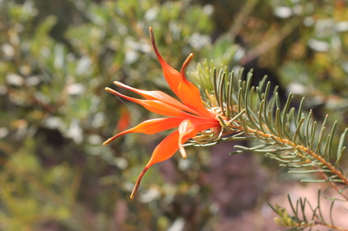 Lambertia ericifolia (Lambertia ericifolia)