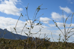 Lambertia ericifolia (Lambertia ericifolia)