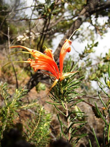 Lambertia ericifolia (Lambertia ericifolia)