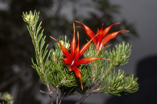 Lambertia ericifolia (Lambertia ericifolia)