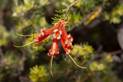 Lambertia ericifolia (Lambertia ericifolia)