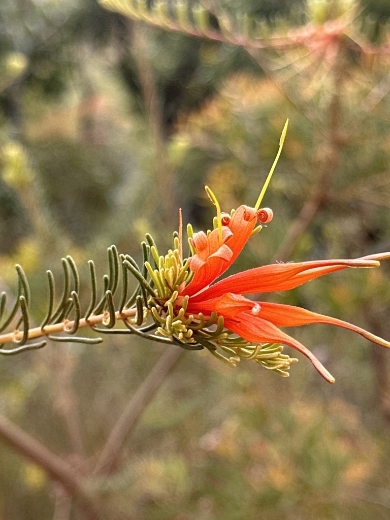 Lambertia ericifolia (Lambertia ericifolia)