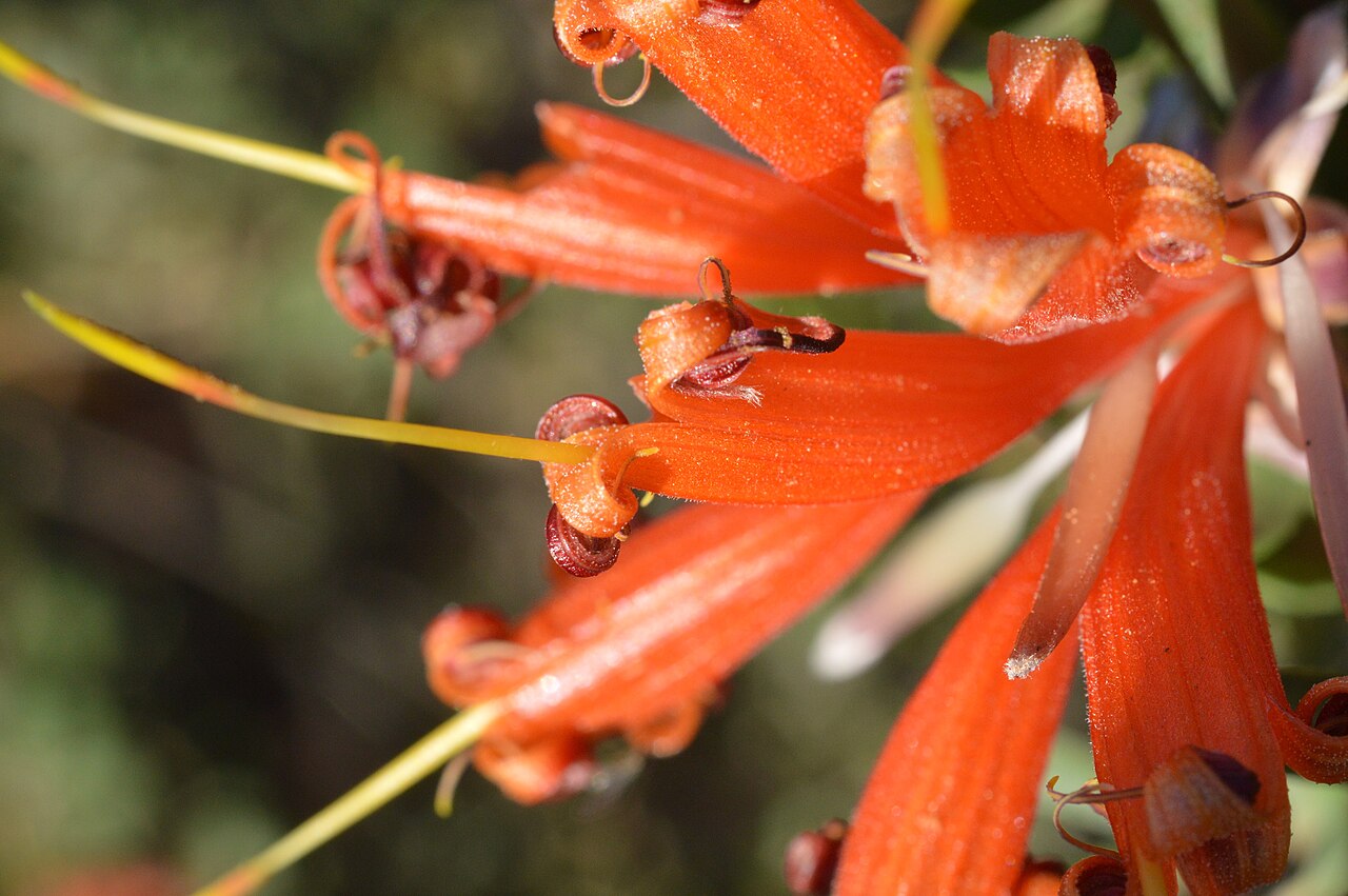 Lambertia ericifolia: Heath leaved honeysuckle, Lambertia ericifolia, North Woogenelup Road, near Mount Barker, Western Australia