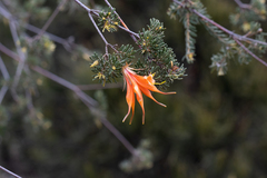 Lambertia ericifolia (Lambertia ericifolia)