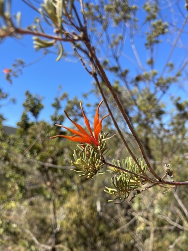 Lambertia ericifolia (Lambertia ericifolia)