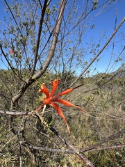 Lambertia ericifolia (Lambertia ericifolia)