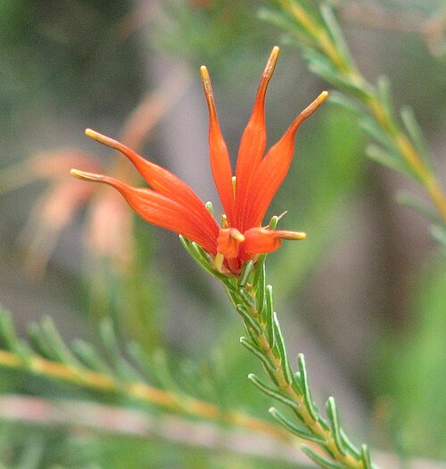 Lambertia ericifolia: Lambertia ericifolia Maranoa Gardens, Balwyn, Victoria, Australia