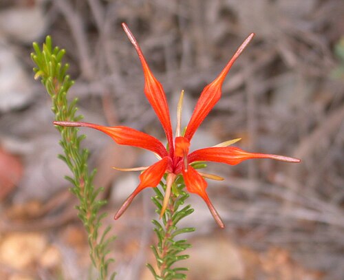 Lambertia ericifolia: 371 heath-leaved honeysuckle (Lambertia ericifolia), Stirling Range National Park, Western Australia