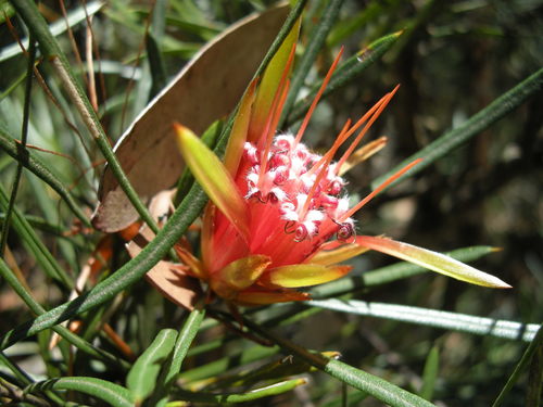 Mountain devil (Lambertia formosa)