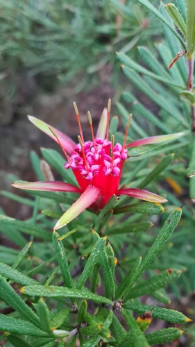 Mountain devil (Lambertia formosa)