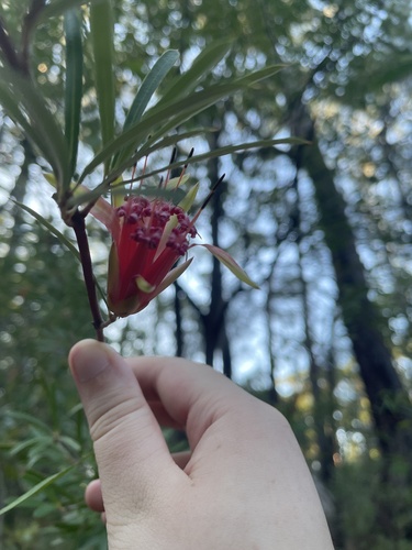 Mountain devil (Lambertia formosa)