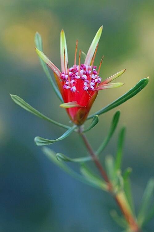 Mountain devil: Lambertia formosa photographed at the University of California Santa Cruz Arboretum