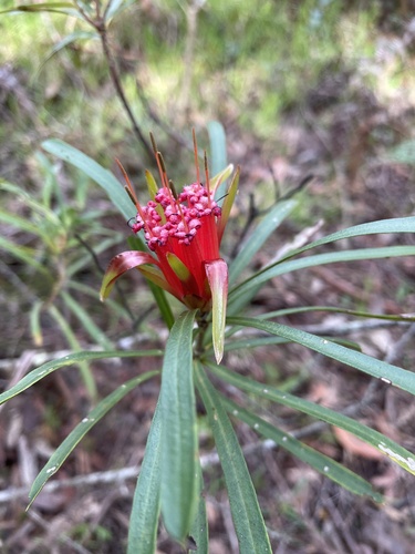 Mountain devil (Lambertia formosa)