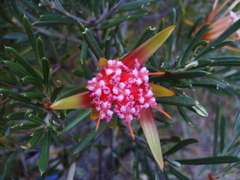 Mountain devil (Lambertia formosa)