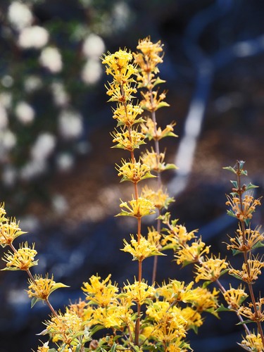 Lambertia ilicifolia (Lambertia ilicifolia)