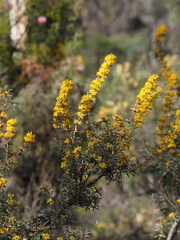 Lambertia ilicifolia (Lambertia ilicifolia)