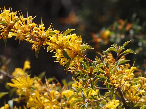 Lambertia ilicifolia (Lambertia ilicifolia)