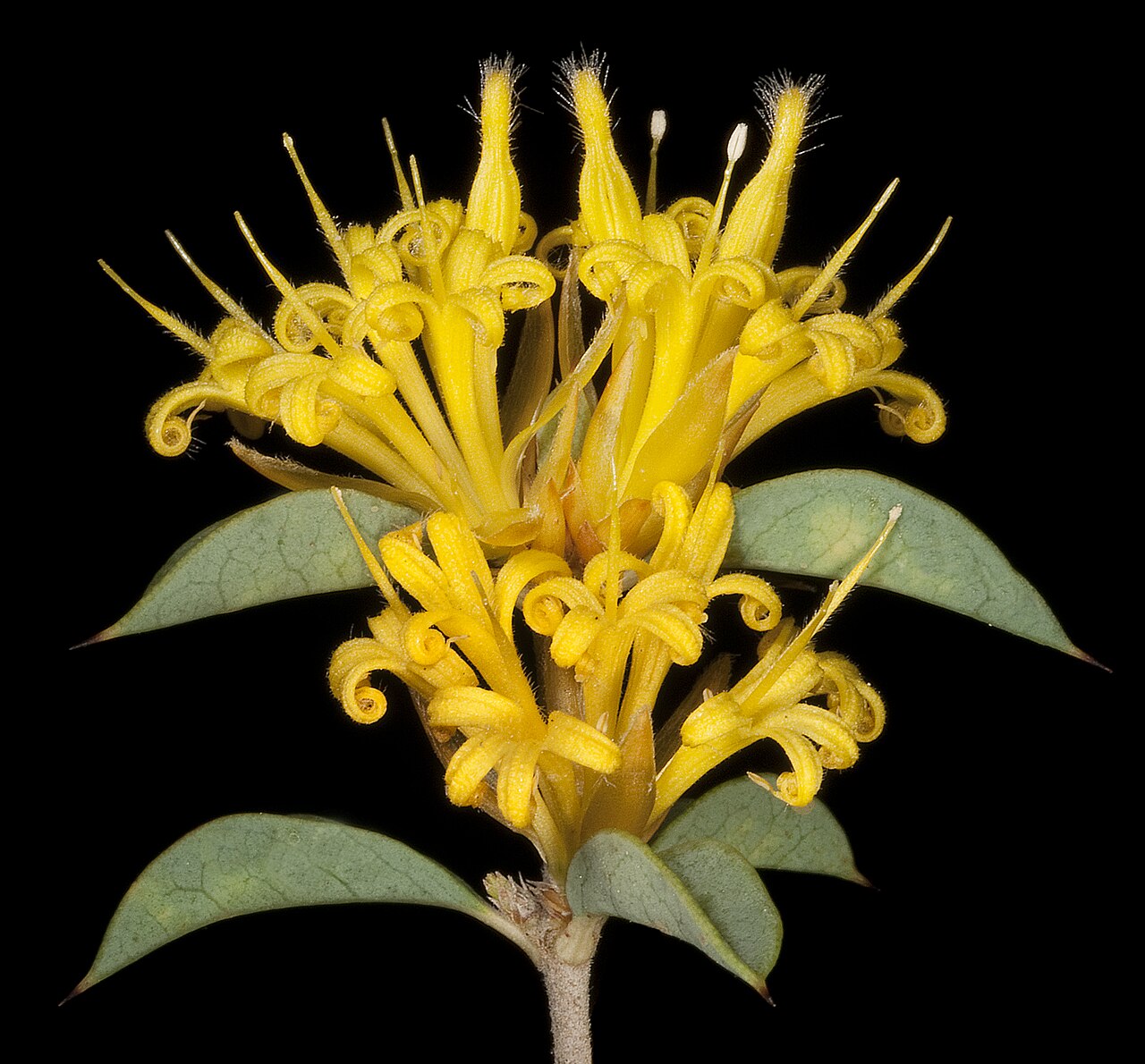 Lambertia ilicifolia: WAH572