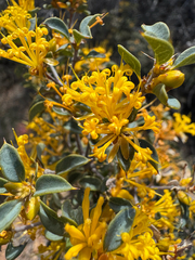 Lambertia ilicifolia (Lambertia ilicifolia)